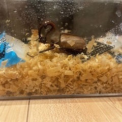 ゴロファグラビゲール　タテヅノカブト