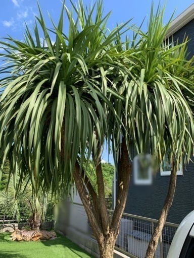 植木　ドラセナ（約3m80cm）