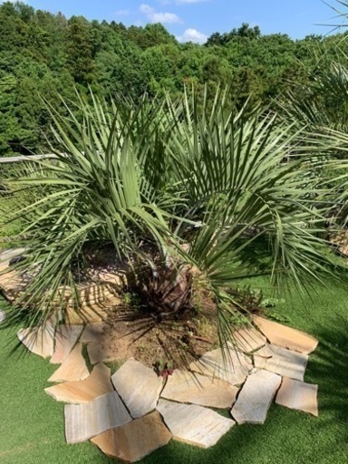 植木　ココスヤシ（約1m60cm）