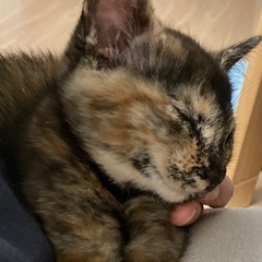 社交性が高いサビ猫ちゃん　3月生まれ　幸運の鍵しっぽ - 猫
