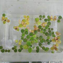 水草 アマゾンフロッグピット