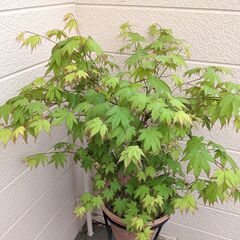 【6/10まで最終値下げ】春モミジ 爪柿 紅葉 カエデ 植木 植物 庭木の画像