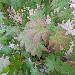 【6/10まで最終値下げ】春モミジ 爪柿 紅葉 カエデ 植木 植物 庭木の画像