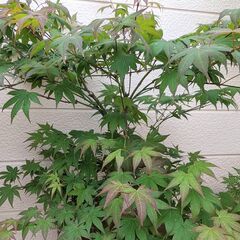 【6/10まで最終値下げ】春モミジ 爪柿 紅葉 カエデ 植木 植物 庭木の画像