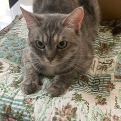 甘えん坊のラブちゃん - 猫