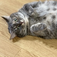 甘えん坊のラブちゃんの画像
