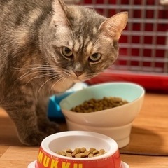 甘えん坊のラブちゃん - 南河内郡