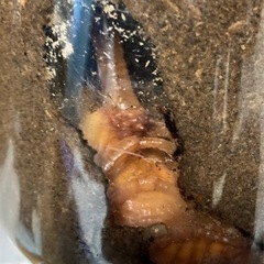 羽化したので終了　カブトムシ　蛹　観察