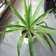【取引中】★ユッカ・エレファンティペス 　高さ約６０ｃｍ　大～中...