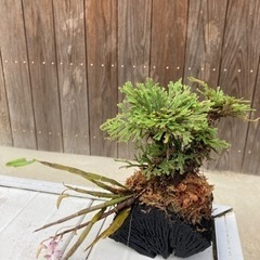 盆栽　岩ひばとカヤ蘭　　観葉植物