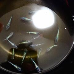 【決定】ｻﾌｧｲｱﾒﾀﾞｶ若魚無選別30匹