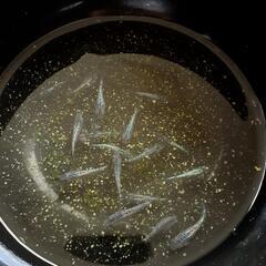 【決定】ｻﾌｧｲｱﾒﾀﾞｶ若魚無選別30匹の画像