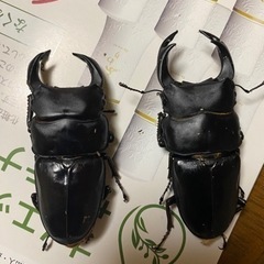 オオクワガタ又はギラファノコギリ　オス
