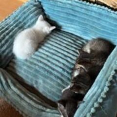 子猫4兄妹の里親募集(=^・^=)