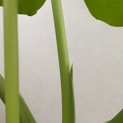 ぐんぐん育つ元気なクワズイモの画像