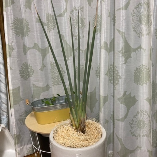 植物　陶器鉢　スタイリッシュ　ガーデニング　インテリア　ストレチア