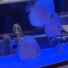 熱帯魚　ディスカス　虫食いコバルト　15匹まとめて