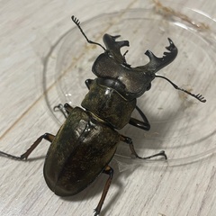 ミヤマクワガタ♂