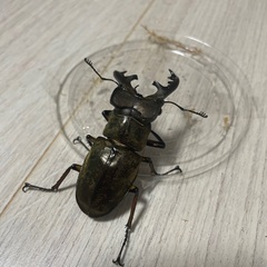 ミヤマクワガタ♂の画像