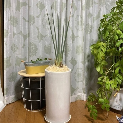 植物　陶器鉢　スタイリッシュ　ガーデニング　インテリア　ストレチア