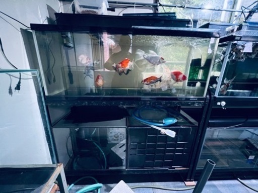 120×45×45cm水槽セット　生体込みで