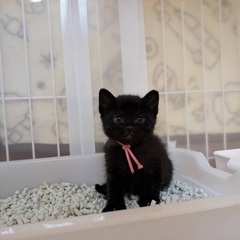 黒猫じゃ無いよ！ブラックタイガーだよん！