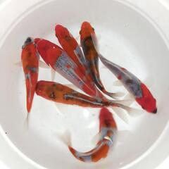 錦鯉　１５㌢〜25㌢前後　１匹