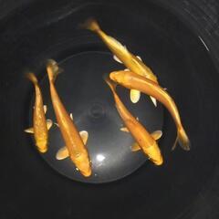 錦鯉　ランダム　３匹