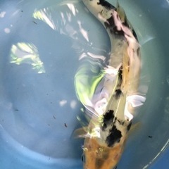 🐟 錦鯉（ニシキゴイ） ◆白写り◆約35cm【生体】