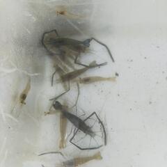 テナガエビ　５匹　サイズランダムの画像