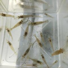 テナガエビ　５匹　サイズランダムの画像