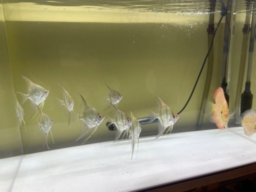 コロンビアアルタムエンゼル9匹&ディスカス2匹