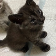 子猫女の子🐈‍⬛里親様募集です🎶