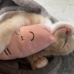 猫用トイレ