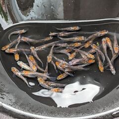 紅龍錦めだか