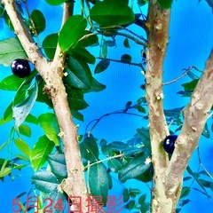 ジャボチカバ　特選　四季なり植木の画像