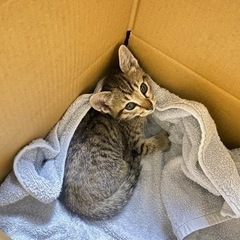 道路の真ん中から保護した子猫です