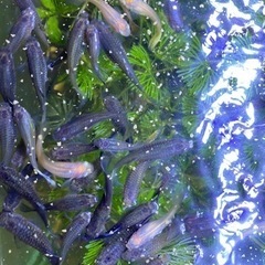 熱帯魚・グッピーメス150￥の画像