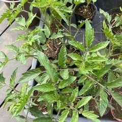 トマト苗　　残り3ポットの画像