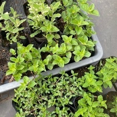 ミント　残りレモンミント1ポットのみの画像