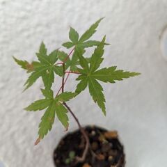 カエデの一年物とヤツデです！ミニ盆栽に！の画像