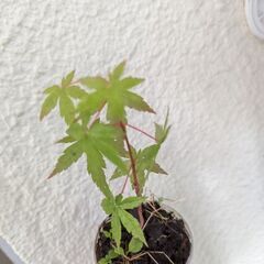 カエデの一年物とヤツデです！ミニ盆栽に！の画像