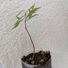 カエデの一年物とヤツデです！ミニ盆栽に！の画像