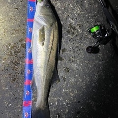 気軽に陸釣りを一緒に楽しめる方を募集してます！