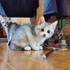 ★生後60日の子猫　里親さんを募集★ - 猫