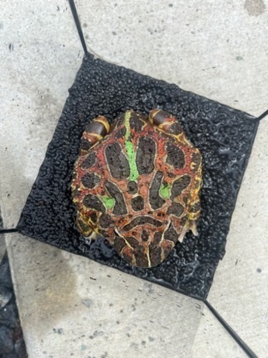 ベルツノガエル　スーパーレッド　【水槽・ヒーター付き】