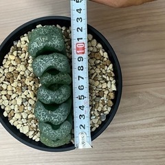 ハオルチア 玉扇 写楽】大株 良型！