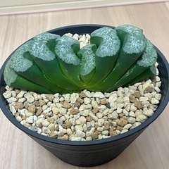 【ハオルチア　玉扇　写楽】大株　良型！ ハオルチア 玉扇 写楽】大株 良型！