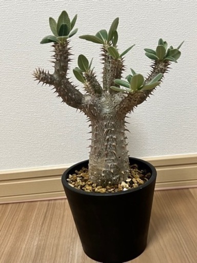 【パキポディウム　ホロンベンセ】 大株！