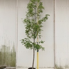 シマトネリコ　庭木　植木　特大　常緑